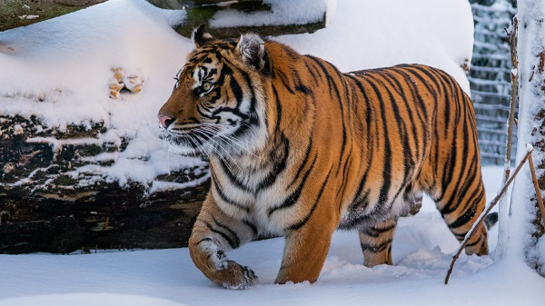 Billede til nyheden Tilbud fra Billetsalget