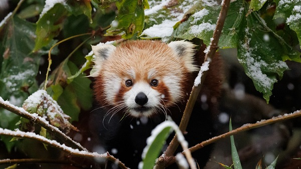 Billede til nyheden Tilbud fra Billetsalget